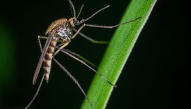 Islândia detecta mosquitos vivos pela primeira vez em sua história Islândia detecta mosquitos vivos pela primeira vez em sua história